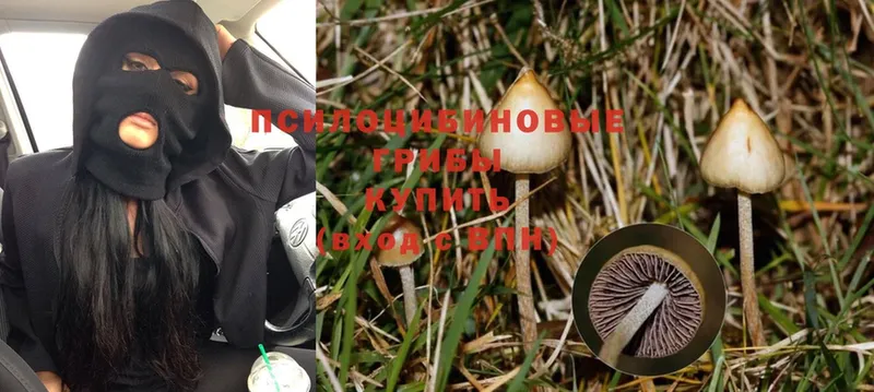 Галлюциногенные грибы MAGIC MUSHROOMS  Ясногорск 